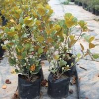 ราคา ต้นสาริกาลิ้นทอง ไม้มงคล (6844611741)