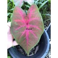 ราคา บอนสีเงาะถอดรูป (ต้นโตจากการผ่าหัวแข็งแรงรากเดินดี) #iTreeHome (11573548206)