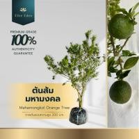ราคา ส้มมหามงคล หรือ ส้มเช้งมาเลย์ สูง 150-200 cm. (ต้นใหญ่) รสชาติหวานฉ่ำ เปลือกบาง สีเหลืองทอง มงคล (29120391805)