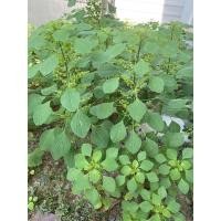 ราคา ต้นตำแยแมวสด ต้นละ 1 บาท ได้ทั้งราก (14348010369)