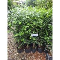 ราคา ต้นโมกพวงสูง 1เมตร สามารถปลูกทำเป็นรั้วบ้านได้ (18227827439)