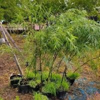 ราคา ต้นหลิวลู่ลม สูง1.3เมตร ขึ้นไป (43902344322)