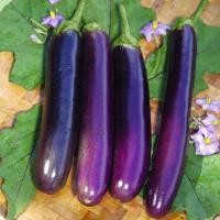 ราคา 100 เมล็ด เมล็ดพันธุ์ มะเขือยาว มะเขือไข่ม้า มะแขว้ง มะแข้งคม มะเขือป้าว Eggplant Seeds สายพันธุ์ มะเขือม่วง พันธุ์พารวย (28792567352)