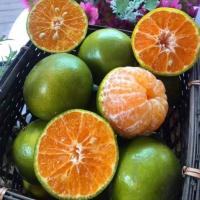 ราคา ต้นส้มโชกุน(เสียบยอด) (14251258254)