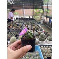 ราคา แมมชูแมน Mammillaria Schumannii (12605026163)