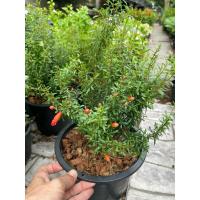 ราคา ต้นทับทิมแคระ ไซส์กระถาง8" (26956635493)