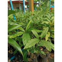 ราคา ต้นกระโดนน้ำ/หรือจิกน้ำ/สร้อยระย้า (25576895581)