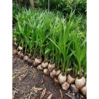 ราคา ต้นพันธุ์​มะพร้าว​น้ำหอมต้นเตี้ย​ (4500313843)