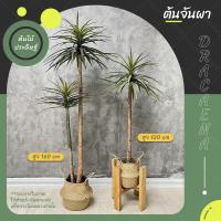 ราคา (ใหม่) ต้นจันผาเลือดมังกร ดราแคนน่า Dracaena draco ต้นไม้ปลอม ดูแลง่าย เสริมฮวงจุ้ย พร้อมกระถางดำ มี 2 ไซส์ให้เลือก (25252880127)