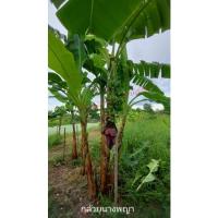 ราคา กล้วยนางพญา :::: ( หน่อขุดสด ) (11947583333)