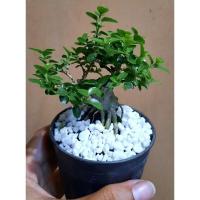 ราคา บอนไซเพรมน่าไต้หวัน(ส่งตรงตามภาพ) (9112996944)