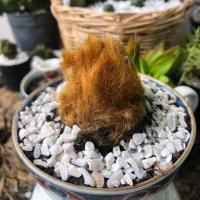 ราคา ว่านลูกไก่ทอง ว่านมงคล (6236962058)