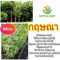 ราคา ต้นกฤษณา 25ซม. กฤษณา เป็นไม้หอม ไม้ เศรษฐกิจ (7837426524)