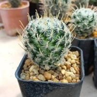 ราคา แคคตัส แมมดูไว mammillaria duwei ในกระถาง 2 นิ้ว ภาพสุดท้ายเป็นตัวอย่างดอก ส่งทั้งกระถาง (14699251916)