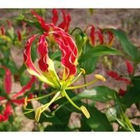 ราคา ว่านดาวดึงส์ ดองดึง หัวขวาน ดอกสีแดงเหลือง (12110447537)