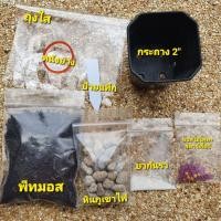 ราคา ชุดเพาะเมล็ดแคคตัส กระถาง 2" พร้อมวัสดุปลูกในระบบปิด (9787061126)