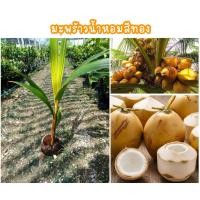 ราคา ต้นมะพร้าวน้ำหอมสีทอง พันธุ์ดี น้ำหวาน กลิ่นหอม ให้ผลผลิตไว (40272936805)