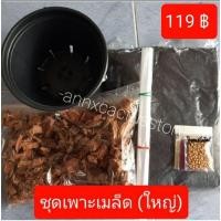 ราคา ชุดเพาะเมล็ดแคคตัส กระบองเพชร (ชุดใหญ่) (4579334434)