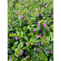ราคา ต้นหลิวไต้หวัน (Elfin Herb) ดอกสีม่วง กระถาง6” (41361485992)