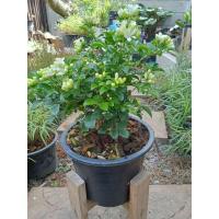 ราคา ต้นแก้วพวงมณีแคระ กระถาง8นิ้ว (27620303916)