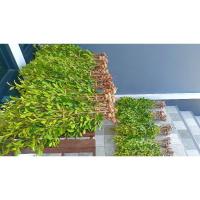 ราคา ไทรเกาหลี[พร้อมส่ง]สูง 50-75 ซม.(ชุด10ต้น) (12093443957)