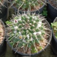 ราคา แมมหนามทุเรียน Mammillaria bucareliensis (26526147163)