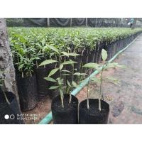 ราคา ต้นผักหวานสีทองยอดเหลืองซื้อ5ต้นแถม1ต้น [เพาะเมล็ด] (11617522028)