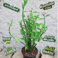 ราคา ต้นไม้นำโชค ไม้มงคล ต้นนกน้อยนำโชค ลำต้นสูง 40-50 ซม กระถาง 6 นิ้ว (15212018118)