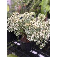 ราคา #เล็บครุฑแคระด่าง #ต้นไม้มงคลจิ๋ว ฟอร์มคล้ายต้นไม้ใหญ่ พร้อมกระถาง8นิ้ว ด่างแคระ (16089636039)