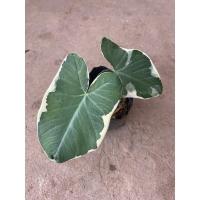 ราคา ถุงเงินถุงทอง ไม้ด่าง ไม้มงคล ห่อเงินห่อทอง จัดส่งทั้งถุงดำ (12325512902)