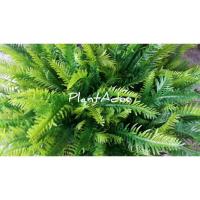 ราคา ต้นเฟิร์นปลอม(เฟิร์นใบมะขาม) (4655660573)