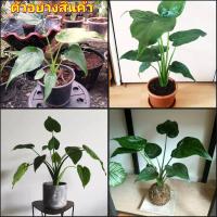 ราคา (1กระถาง) ต้น ต้นนางกวักใบโพธิ์ นางกวักใบโพธิ์ hapy (14461535104)