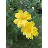 ราคา เมล็ดพันธ์ ● ดอกดาวกระจาย สีเหลือง 100++ (43101301721)