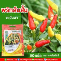 ราคา พันธุ์ผัก พริกส้มสั้น ตะวันนา ซีดไลน์ 100 เมล็ดคุณภาพดี งอกดี ปลูกง่าย โตไว คูลเกษตร KL04 (22130578568)