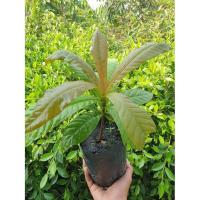 ราคา ต้นจิกเศรษฐี ไม้มงคล (7979655801)