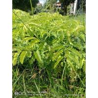 ราคา ต้นมะขามเปรี้ยวปลาหมึกยักษ์เพาะเมล็ดขายเป็นชุด 4 ถุง 100 บาท (12616887512)