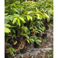 ราคา ต้นทุเรียนหนามดำ ต้นเสียบยอด1_1.2เมตร (26552691468)