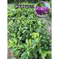 ราคา ต้นตะแบก ตะแบกนา ดอกสีม่วง ไม้ยืนต้น (15451217369)