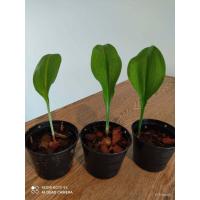 ราคา อินทรีย์็ด อินทรีย์็ด ว่านมหาลาภ ว่านเสน่ห์มหาลาภ ว่านกวักนางพญาหงสาวดี ผู้อินทรีย์มักจะได้ลาภจากการเสี่ยงโชคเ ดอก (22132749331)