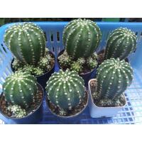 ราคา อิชินอปฟอร์มกอ หลากหลายขนาด (ถ่ายวันที่ 22/5/64) (11705759520)