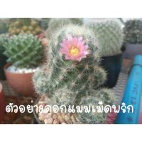 ราคา กระบองเพชร แคคตัส : แมมเม็ดพริกดอกชมพู (ต้นเล็ก) (9878870708)