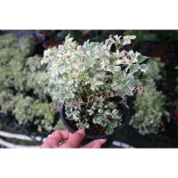 ราคา เล็บครุฑใบด่าง กระถาง 6 นิ้ว (10013259083)