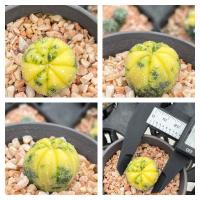 ราคา Astrophytum(seed) | Cactus แอสโตรไซส์เล็ก | ไม้เมล็ด | แคคตัส | ต้นกระบองเพชร (11894044419)