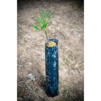 ราคา ต้นปลาไหลเผือก จัดชุด 1-2-4 ถุงชำ รากเดินพร้อมปลูก (6445266043)