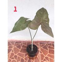 ราคา ม้าสีหมอก บอนสีโบราณหายากน่าสะสม (13238803954)