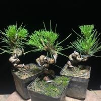 ราคา สนดำไมโครบอนไซรูปต้นสนห้องนั่งเล่นระเบียงพืชสีเขียวกระถางดอกไม้ Boy Gong ไม้กระถางสร้างสรรค์ไม้สนดำญี่ปุ่น (28818617491)