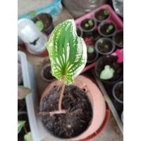 ราคา บอนสี ฮกหลงขาว บอนสีหายาก (14202908902)