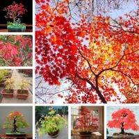 ราคา เมล็ดเมเปิ้ล（Red Maple Seeds） 50เมล็ดพันธุ์คุณภาพ ต้นไม้มงคล ต้นไม้ฟอกอากาศ ต้นสนใบพาย ต้นสนญี่ปุ่น ต้นมะขามบอนไซ บอนไซ (26350635883)