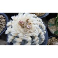 ราคา Lophophora williamsii -โลโฟ -กระบองเพชร - cactus & succulent (7542843885)