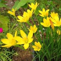 ราคา 10 หัว บัวดิน บัวสวรรค์ บัวดิน บัวฝรั่ง บัวจีน Zephyr Flower ดอกบัวดินสีเหลือง (44372563485)